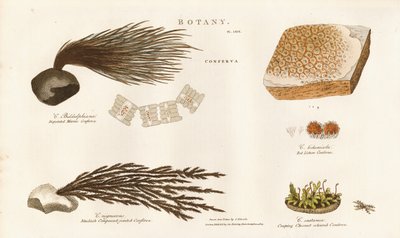 Várias espécies de algas (Conferva) de Sydenham Teast Edwards
