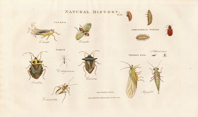Várias espécies de insectos das famílias das cigarras e dos insectos de Sydenham Teast Edwards