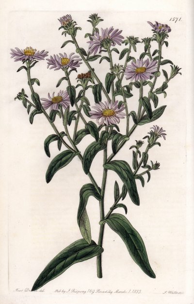 Virginia Aster ou Harvester - Placa gravada por S.Watts, a partir de uma ilustração de Sarah Anne Drake (1803-1857), do Botanical Register of Sydenham Edwards (1768-1819), Inglaterra de Sydenham Teast Edwards