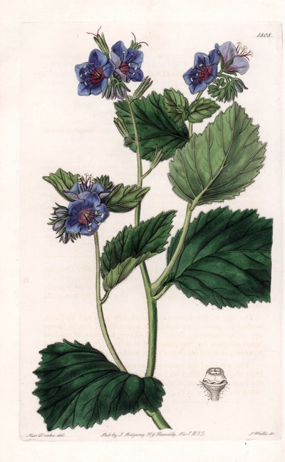 Viscous Phacelia - Placa gravada por S.Watts, a partir de uma ilustração de Sarah Anne Drake (1803-1857), do Botanical Register of Sydenham Edwards (1768-1819), Inglaterra de Sydenham Teast Edwards