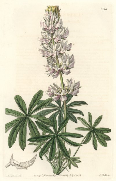 Tremoço de flor branca (Lupinus microcarpus), nativo da Califórnia - S. Watts água forte de uma ilustração de Sarah Anne Drake (1803-1857), do Botanical Register de Sydenham Teast Edwards