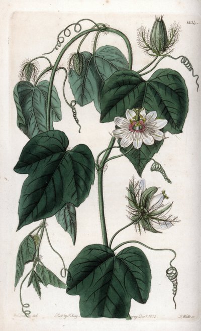 White flower passionflower - Quadro gravado por S.Watts, de uma ilustração de Sarah Anne Drake (1803-1857), do Botanical Register of Sydenham Edwards (1768-1819), Inglaterra de Sydenham Teast Edwards