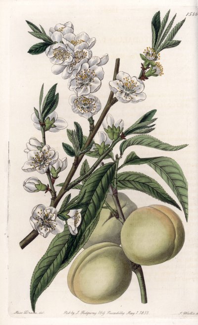 White pecher - Placa gravada por S.Watts, a partir de uma ilustração de Sarah Anne Drake (1803-1857), do Botanical Register of Sydenham Edwards (1768-1819), Inglaterra de Sydenham Teast Edwards