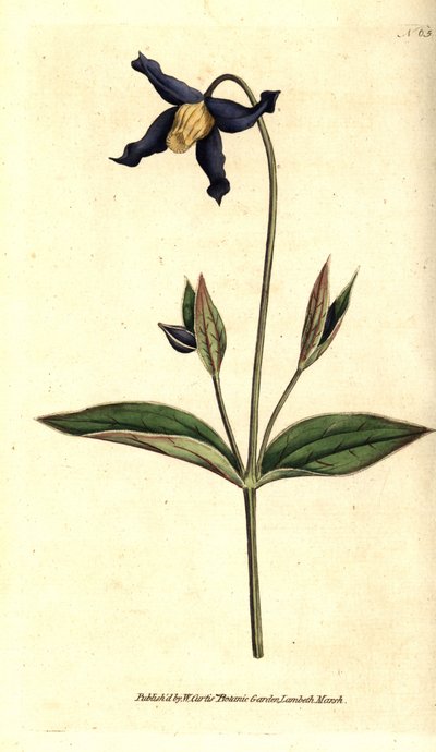 Clematite foliar inteira - clematite de folhas inteiras ou virgens, Clematis integrifolia. Gravura em chapa de cobre colorida à mão após uma ilustração botânica da revista The Botanical Magazine de William Curtis, Lambeth Marsh, Londres. de Sydenham Teast Edwards