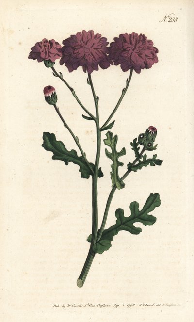 Cineraire selvagem - Pêra roxa, Senecio elegans. Gravura em chapa de cobre colorida à mão por Sansom após ilustração de Sydenham Edwards rom William Curtis