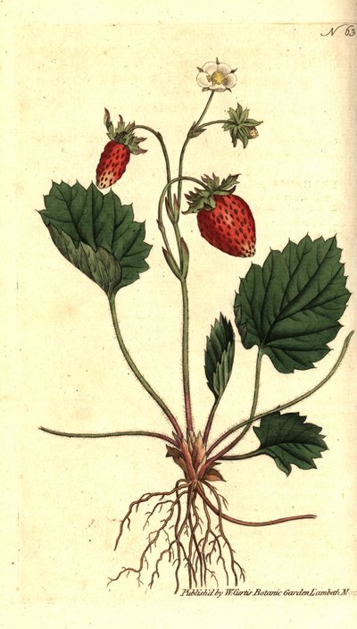 Morango silvestre, Fragaria vesca (Morango de uma folha ou morango de Versalhes, Fragaria monophylla). Gravura em chapa de cobre colorida à mão depois de uma ilustração botânica da revista The Botanical Magazine de William Curtis, Lambeth Marsh, Londres. de Sydenham Teast Edwards
