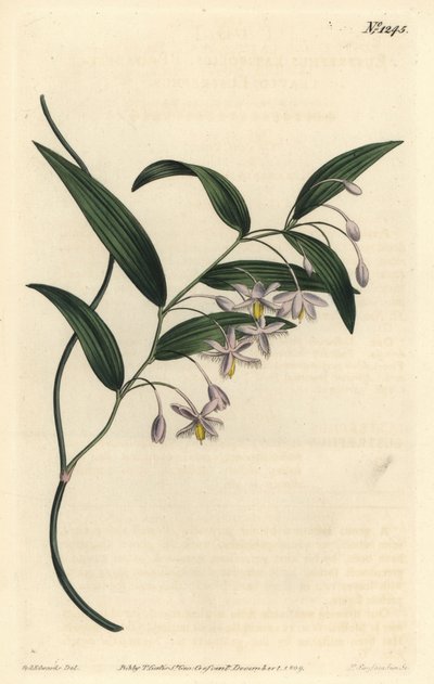 Baga de vombate, ou Eustrephus latifolius, ou Eustrephus latifolius. Gravura em chapa de cobre colorida à mão por F. Sansom Jr. depois de uma ilustração de Sydenham Edwards da revista botânica de William Curtis, T. Curtis, Londres. de Sydenham Teast Edwards