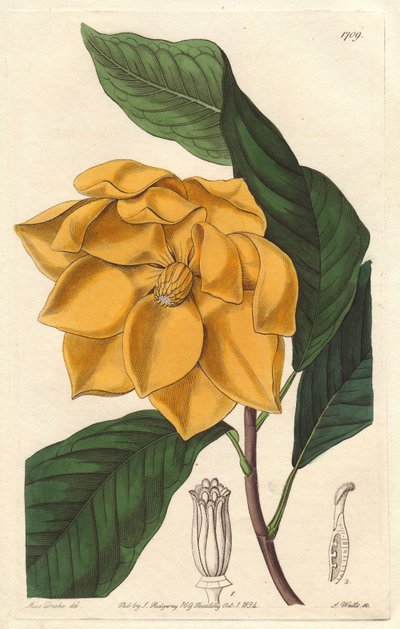 Magnólia de flor amarela, nativa de Java (Indonésia) - Água forte de S. Watts, de uma ilustração de Sarah Anne Drake (1803-1857), do Botanical Register de Sydenham Teast Edwards