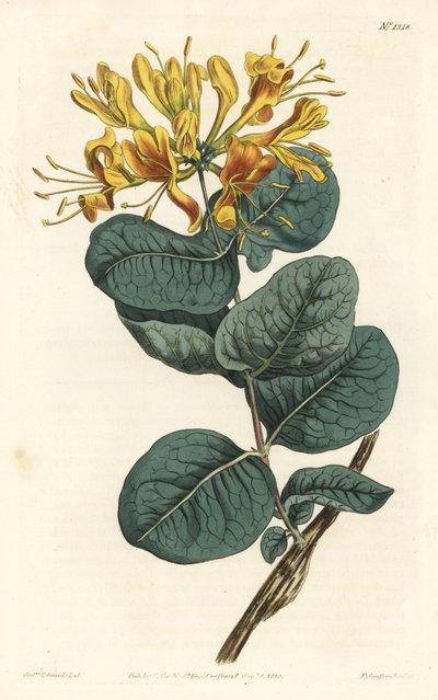 Lonicera flava, de flor amarela. Gravura em chapa de cobre colorida à mão por F. Sansom Jr. após ilustração de Sydenham Edwards da revista Botanical Magazine de William Curtis, T. Curtis, Londres de Sydenham Teast Edwards