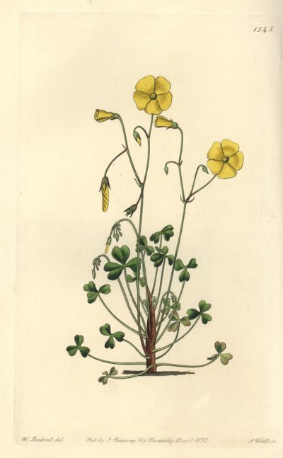 Woodsorrel amarelo, Oxalis micrantha (Cumming