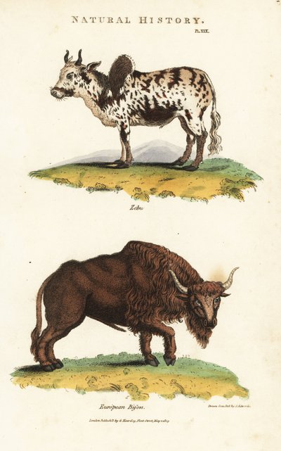 Zebu e bisontes - Zebu saltou sobre o gado, Bos indicus, e bisontes europeus, Bisontes bonasus. Gravura em chapa de cobre colorida à mão depois de Sydenham Edwards de John Mason Good