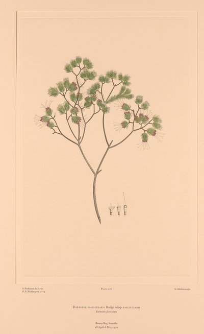 Florilegium de Banks Placa 106 Darwinia Fascicularis de Sydney (after) Parkinson