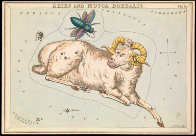 Aries e Musca borealis, c.1825 (cartão, papel, tecido) de Sydney Hall