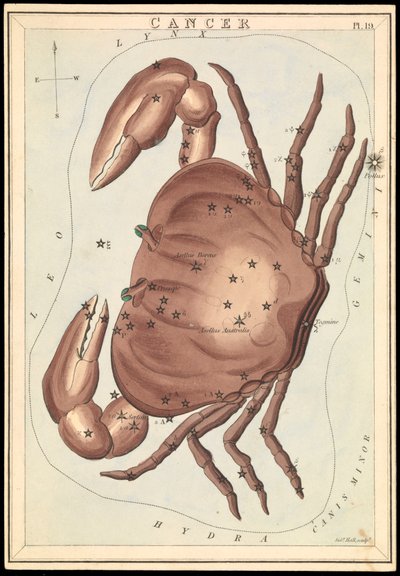 Cancro, c.1825 (cartão, papel, tecido) de Sydney Hall