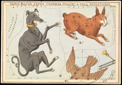 Canis Major. Lepus, Columba Noachi  Cela Sculptoris, c.1825 (cartão, papel, tecido) de Sydney Hall