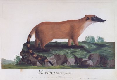 Fêmea de Viverra nasuta, gravura colorida de Sidney Parkinson (ca 1745-1771) de Sydney Parkinson