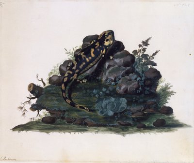 Salamandra, aguarela de Sidney Parkinson (ca. 1745-1771), Reino Unido de Sydney Parkinson