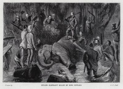 Elefante morto pelo rei Edward VII (litho) de Sydney Prior (after) Hall