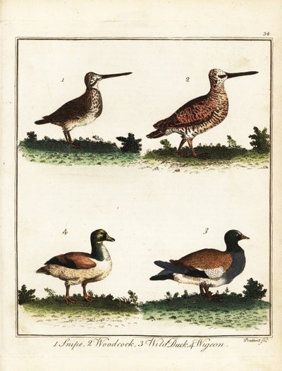 Aves de caça: narceja, galinhola, pato selvagem e pombo. 1792 (gravura) de T. Prattent