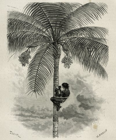 La recolte de la wax de palmier ceroxylon, dans le Quindio (Colômbia), gravada por Taylor e Ferdinandus, para ilustrar a história L