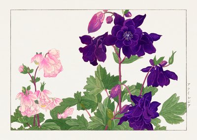 Flor Aquilegia de "Seiyou Sokazufu" de Tanigami Konan