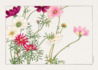 Flor Cosmos de "Seiyou Sokazufu" de Tanigami Konan