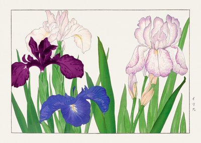 Flor de Íris de "Seiyou Sokazufu" de Tanigami Konan