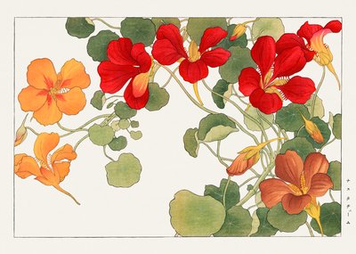 Flor de capuchinha de "Seiyou Sokazufu" de Tanigami Konan