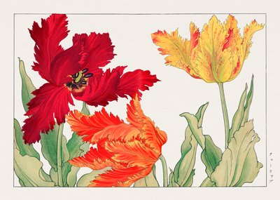 Tulipa papagaio de "Seiyou Sokazufu" de Tanigami Konan