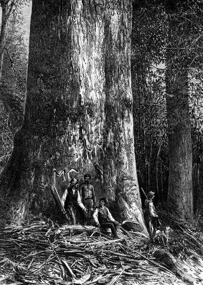 Eucalipto gigante, Austrália, 1886 de Taylor
