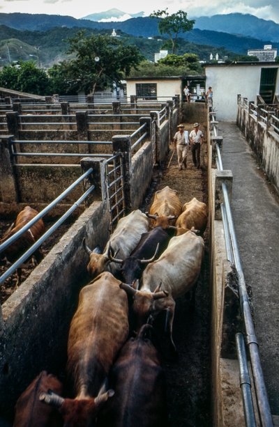 O gado chega ao curral de Palmira, Columbia de Ted Spiegel