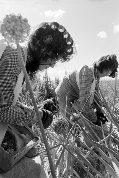 O agricultor familiar Ed Ker, do Rancho A.M. Ker, é um agricultor rural que cultiva alfafa... de Ted Spiegel
