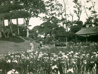 Jardim de íris de Horikiri Shobuen em Tóquio, cerca de 1900 - 1915 (fotografia) de Teijiro Takagi
