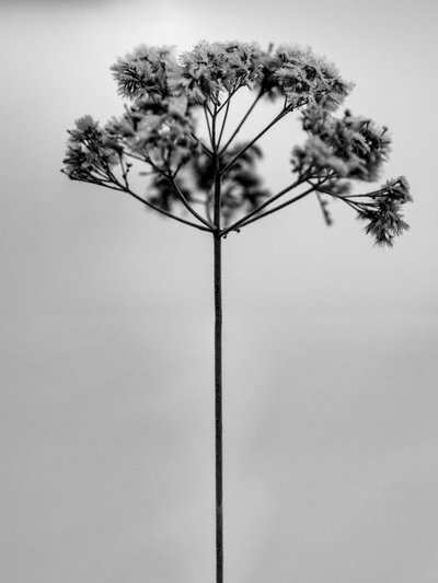 Entre as Flores 1, 2021 (foto p/b) de Teis Albers