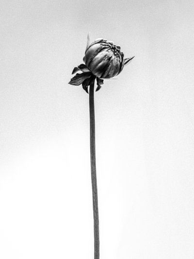 Entre as Flores 20, 2021 (foto a p/b) de Teis Albers