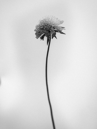 Entre as Flores 44, 2021 (foto a p/b) de Teis Albers