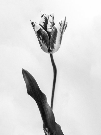 Entre as Flores 71, 2021 (foto a p/b) de Teis Albers