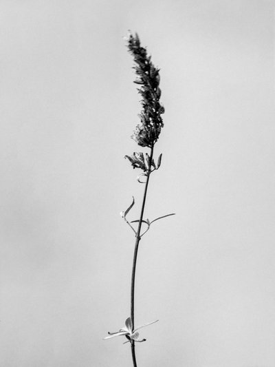 Entre as Flores 74, 2021 (foto a p/b) de Teis Albers