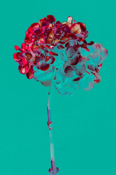 Hydrangea, 2018 (foto) de Teis Albers
