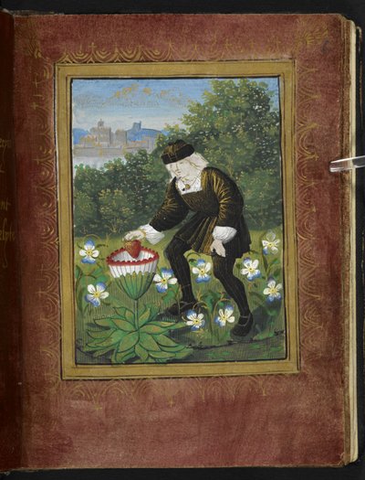 Stowe 955 f.6r Miniatura de Pierre Sala deixando cair o "seu" coração numa marguerite, miniatura do "Petit Livre d