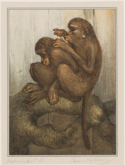 macacos de pulga de Theo van Hoytema (signed by artist)