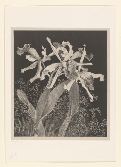 orquídeas Orquídeas Estudos de flores (título original da série) de Theo van Hoytema