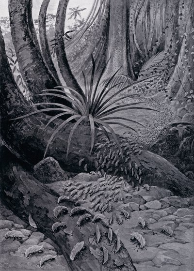 O primo ou formiga cortadora de folhas (litho) de Theobald Carreras