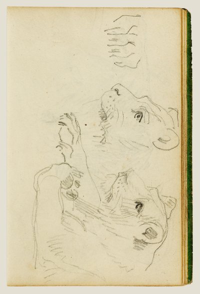 Estudos sobre a cabeça e as patas dianteiras de uma leoa de Theodore Gericault