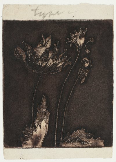 Últimas papoulas de Theodore Roussel