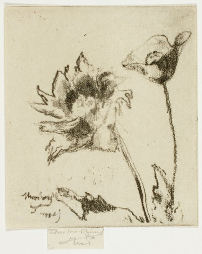 Duas flores de Theodore Roussel