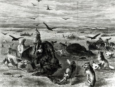 Massacre de Búfalos nas Planícies, da Harpers Weekly 1872 de Theodore Russell Davis