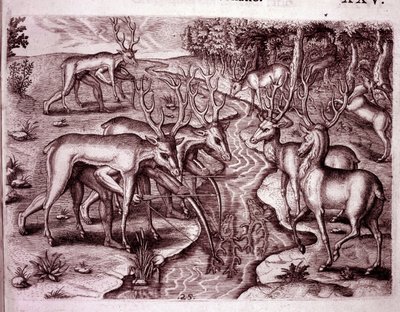 Índios usando peles de cervos para caçar outros cervos (Gravura de Theodore de Bry