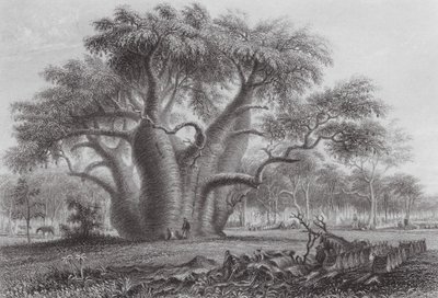 Austrália: A árvore Boadab (gravura) de Thomas (after) Baines