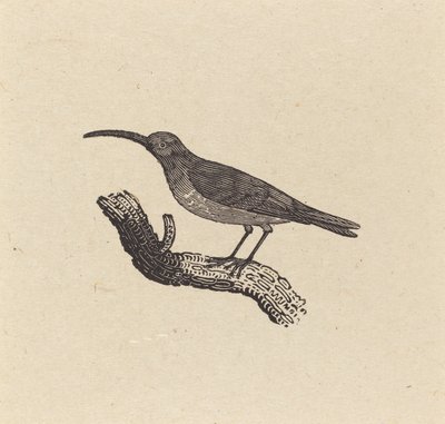 Um pássaro de Thomas Bewick